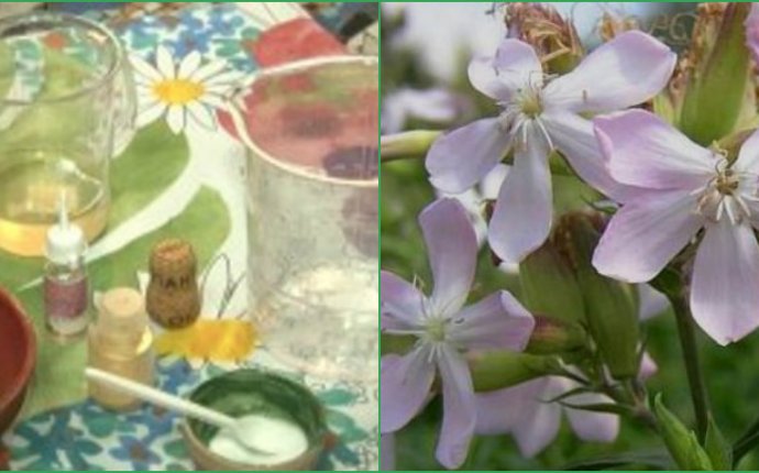 Домашние шампуни для красоты волос | Полезные Знания для Всех