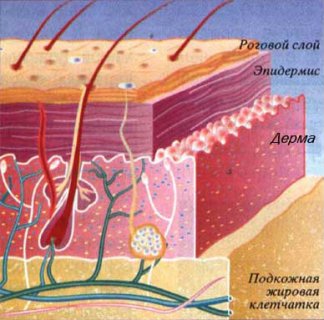 четыре слоя кожи: роговой слой, эпидермис, дерма, гиподерма (подкожная жировая клетчатка)