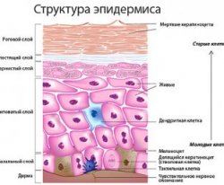 epidermis structure