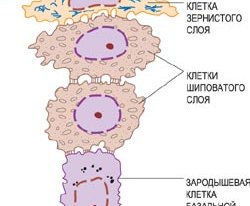 клетки эпидермиса