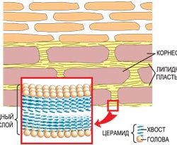 корнеоциты и керамиды (церамиды)