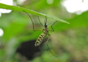 Натуральные средства от комаров и других насекомых своими руками
