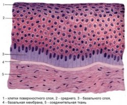 слои эпидермиса
