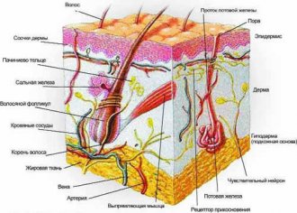 Строение кожи человека